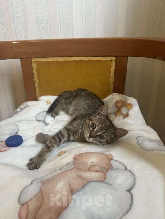 Кошки в Москве: Любопытная и нежная Тоси ищет дом (2 мес)  Девочка, Бесплатно - фото 7