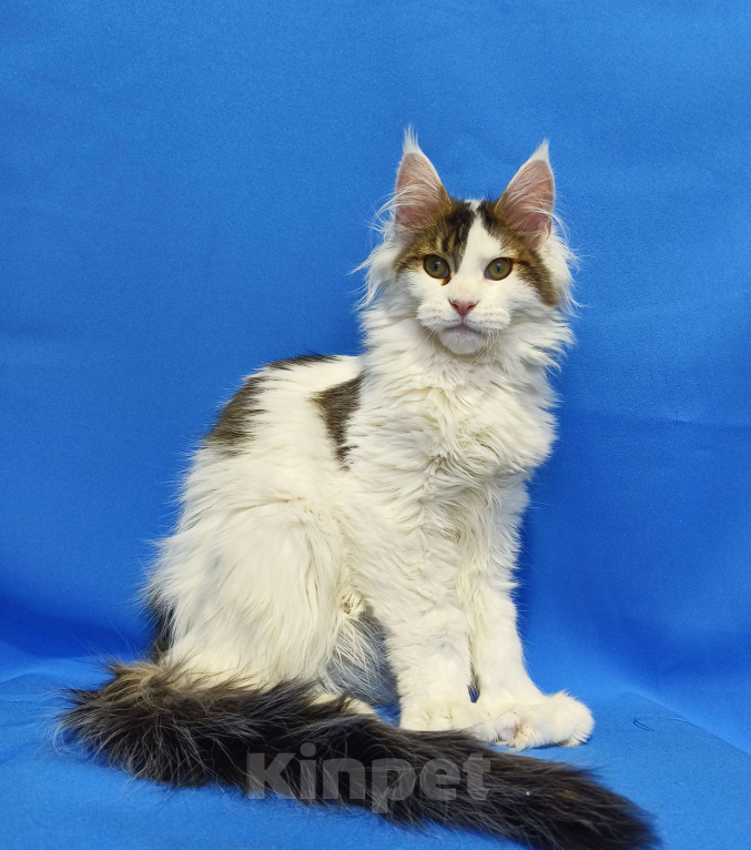 Кошки в Москве: Котенок Мейн-Кун Полидакт Мальчик, 85 000 руб. - фото 4