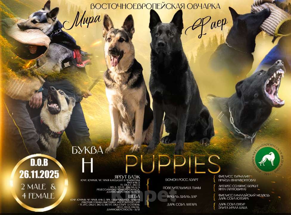 Собаки в Красноярске: Щенок ВЕО Наоми Энджел Девочка, 50 000 руб. - фото 9