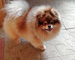 Собаки в Краснодаре: Шпиц на вязку, 5 руб. - фото 1