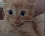 Кошки в Игарке: Котята, 1 руб. - фото 1