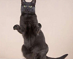 Кошки в Мытищах: Красивый кот в добрые руки Мальчик, Бесплатно - фото 5