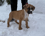Собаки в Москве: Щенок американского стаффордширского терьера! Мальчик, 60 000 руб. - фото 4