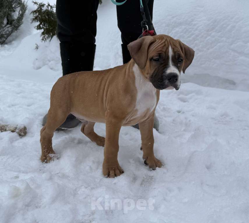 Собаки в Москве: Щенок американского стаффордширского терьера! Мальчик, 60 000 руб. - фото 4
