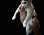 Кошки в Москве: Котята из леса в добрые руки Девочка, 1 руб. - фото 8