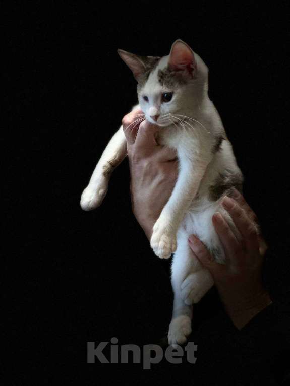 Кошки в Москве: Котята из леса в добрые руки Девочка, 1 руб. - фото 8