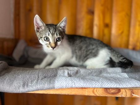 Котята Васька и Ерошка ищут дом или их ждет улица