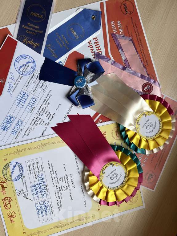 Кошки в Подольске: Золотая британская шиншилла Девочка, 50 000 руб. - фото 5