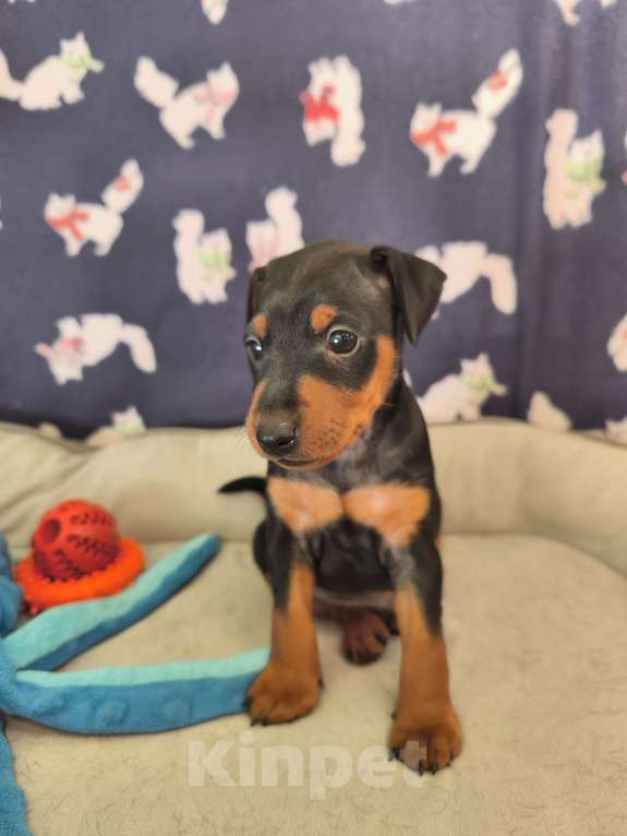 Собаки в Ореховом-Зуево: Щенки цвергпинчера Мальчик, 50 000 руб. - фото 3