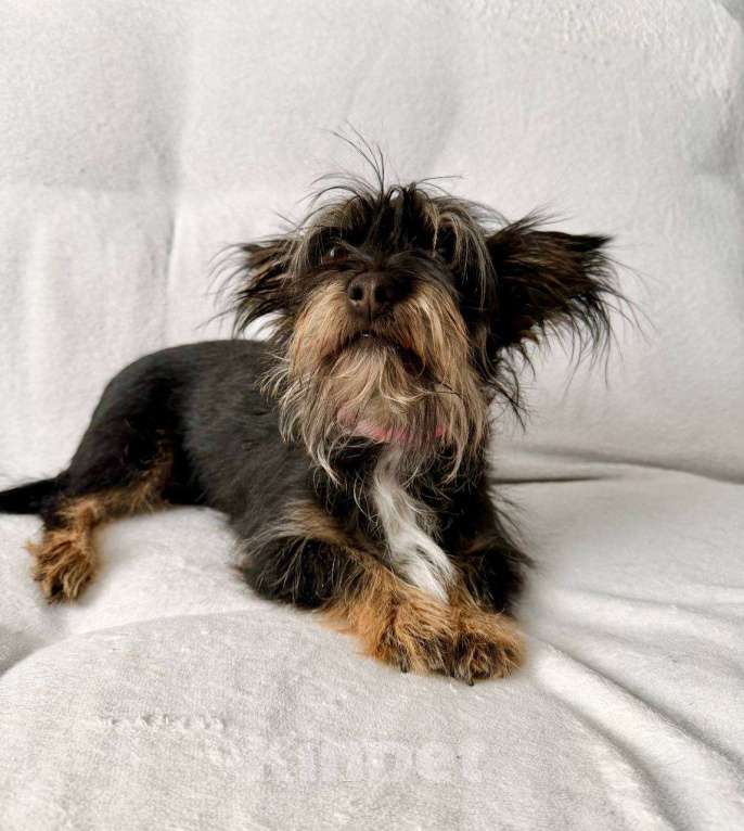 Собаки в Рузе: Эля в добрые руки Девочка, Бесплатно - фото 4