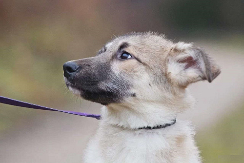 Лорд якутенок в добрые руки
