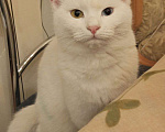 Кошки в Москве: Белый котёнок Бусинка в добрые руки  Девочка, Бесплатно - фото 6