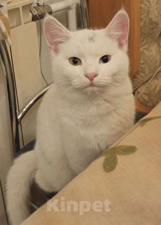 Кошки в Москве: Белый котёнок Бусинка в добрые руки  Девочка, Бесплатно - фото 6