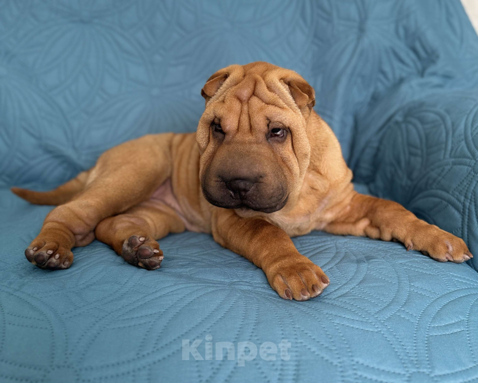 Собаки в Краснодаре: Щенок шар-пея Девочка, 25 000 руб. - фото 3