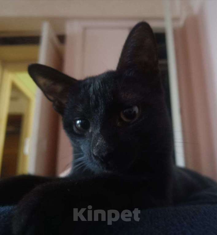 Кошки в Волгограде: Котенок, пол года. Ласковый и игривый. У себя держать не могу.  Мальчик, Бесплатно - фото 4