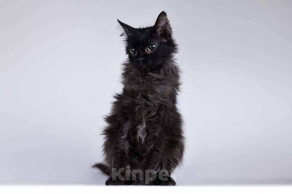 Кошки в Москве: Метис девон-рекса черная кошечка Лора в добрые руки Девочка, 1 руб. - фото 2