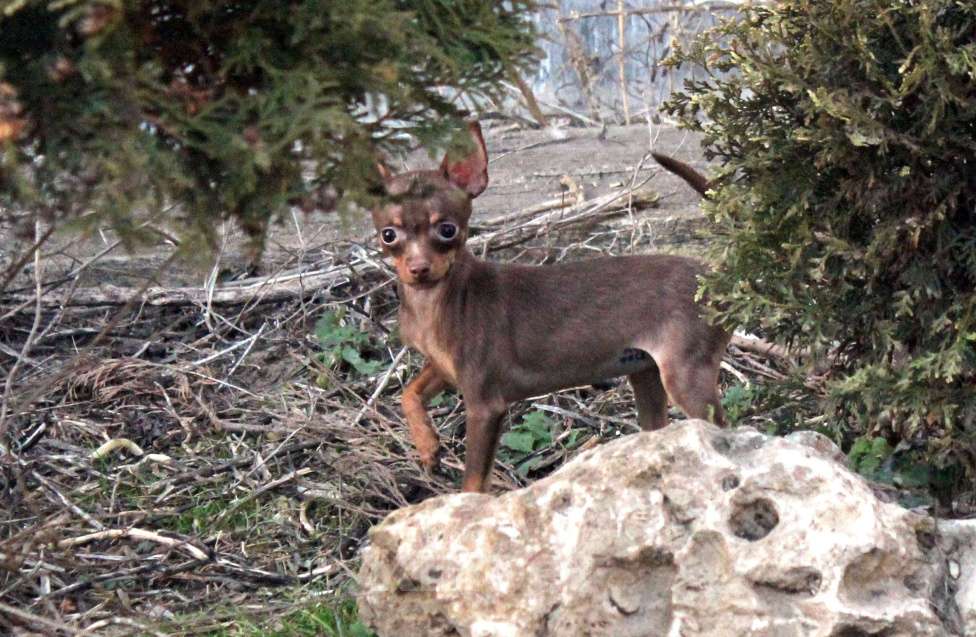 Собаки в Волгограде: Девочка - супер мини Девочка, 50 000 руб. - фото 1