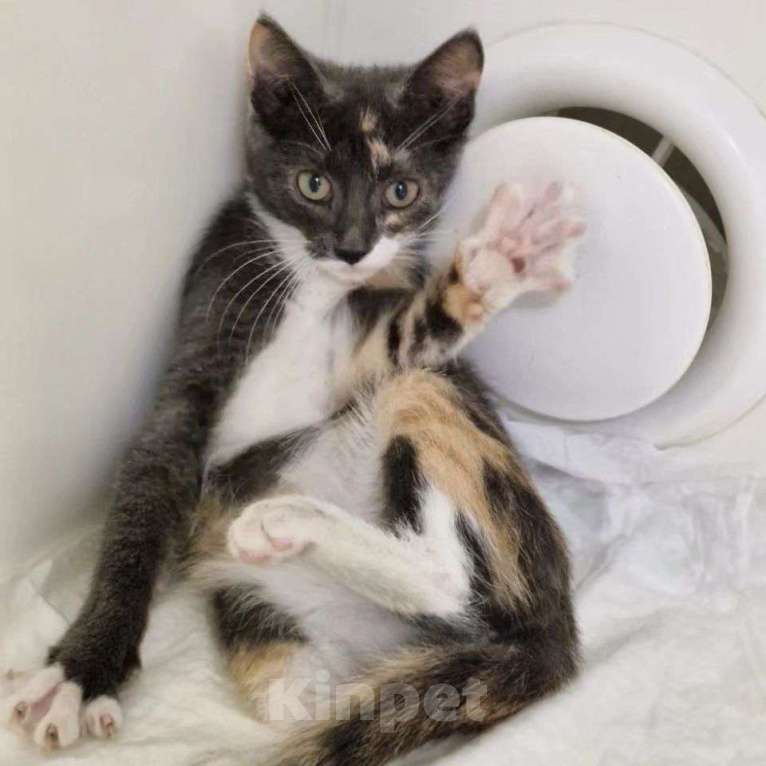 Кошки в Москве: Маленькая Карамелька Девочка, Бесплатно - фото 2