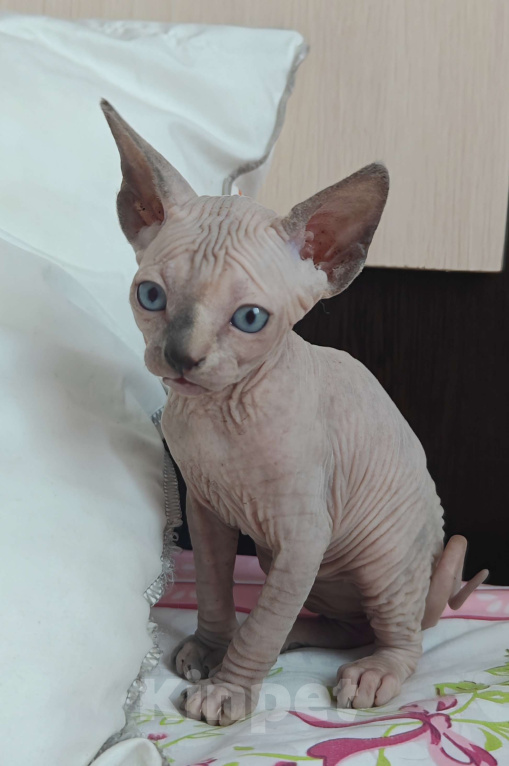 Кошки в Москве: Котенок канадского сфинкса  Девочка, 45 000 руб. - фото 1