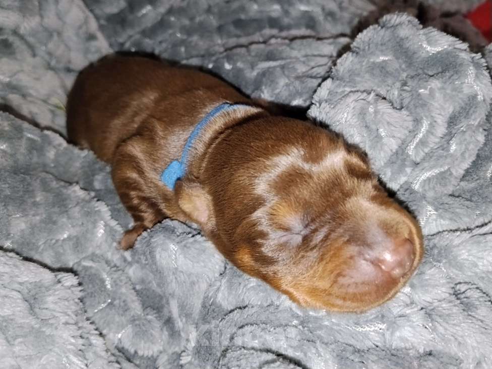 Собаки в Березовском: К/П сука Девочка, Бесплатно - фото 1