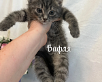 Кошки в Санкт-Петербурге: Котенок Вафля Девочка, Бесплатно - фото 2