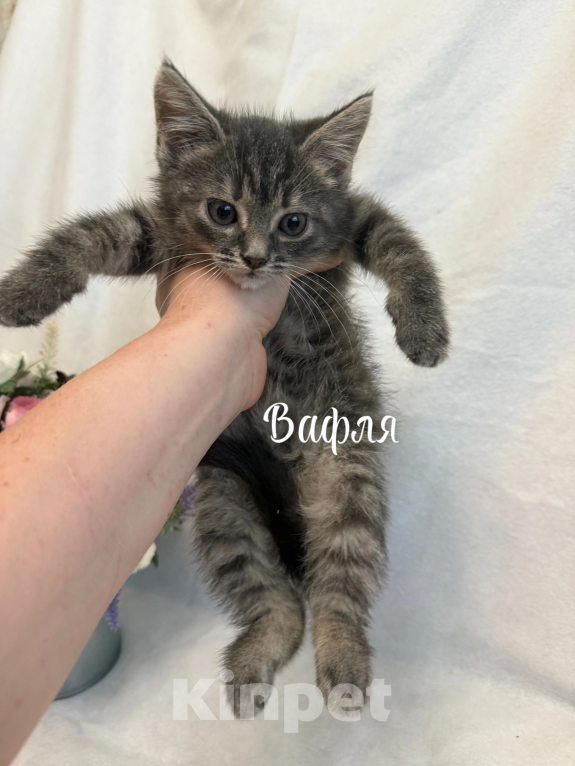 Кошки в Санкт-Петербурге: Котенок Вафля Девочка, Бесплатно - фото 2