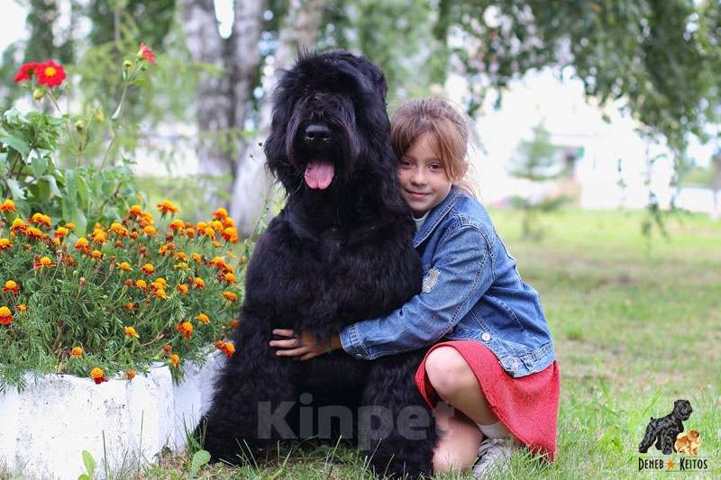 Собаки в Москве: Щенки Русского Чёрного Терьера Мальчик, 50 000 руб. - фото 10