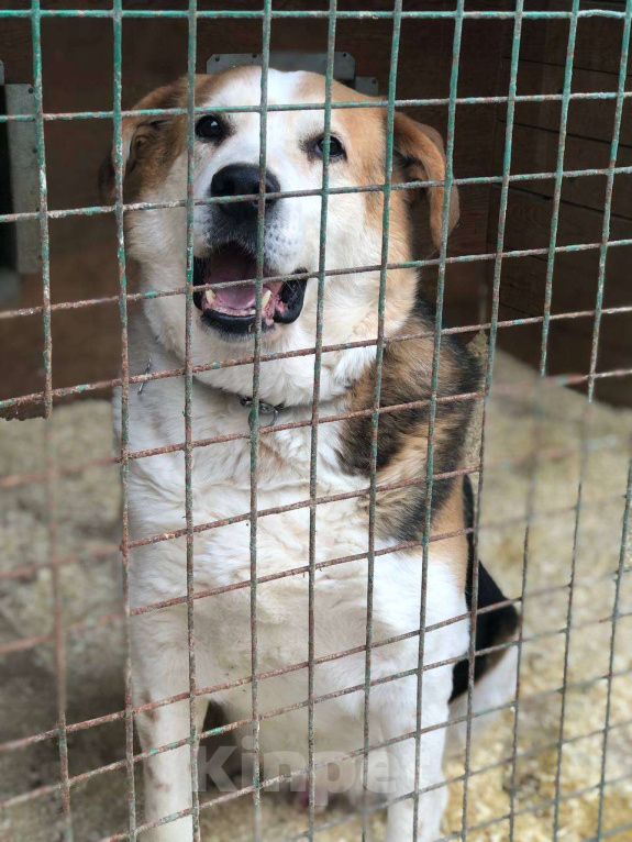 Собаки в Москве: Очаровательный бывшедомашний Варяг заждался свою семью Мальчик, Бесплатно - фото 6