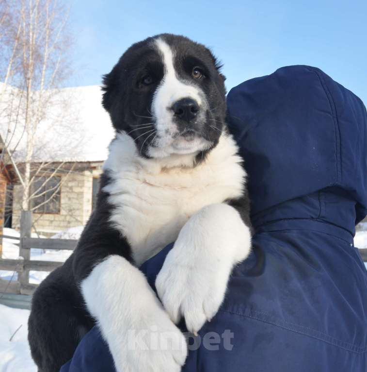 Собаки в Новосибирске: Щенок алабая (среднеазиатской овчарки) Мальчик, Бесплатно - фото 2