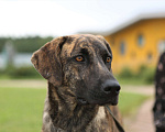 Собаки в Подольске: 🏠 Ищем заботливых хозяев для очаровательной собаки Булки!   Девочка, Бесплатно - фото 1