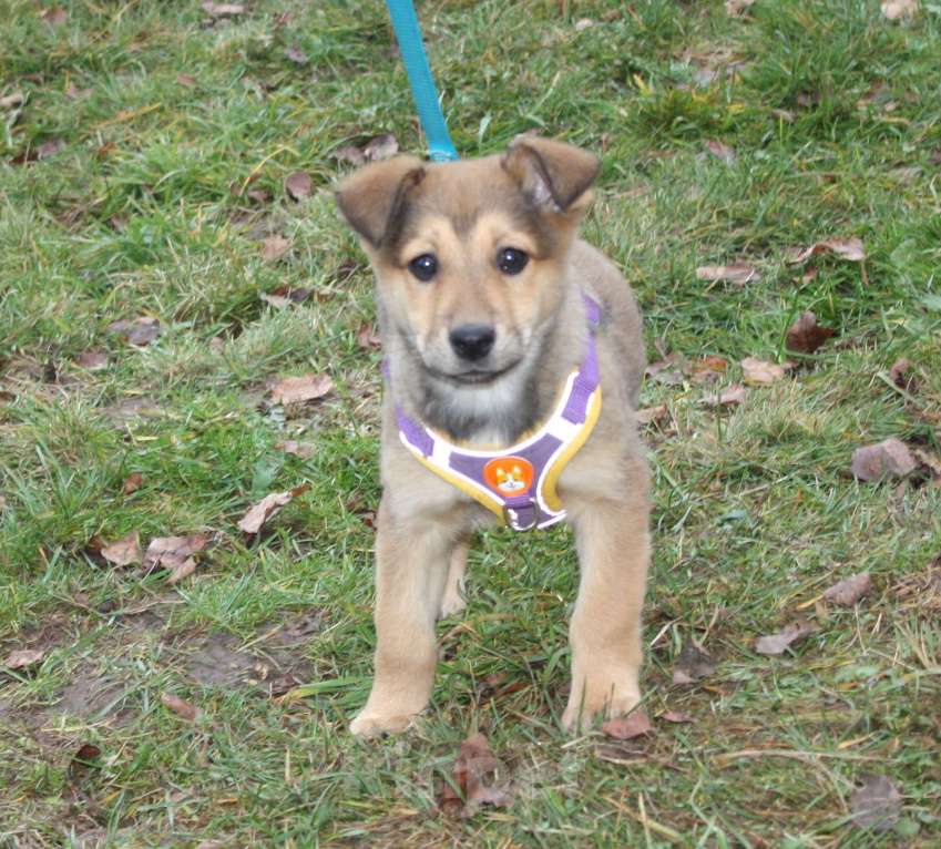 Собаки в Москве: Малышка Нюша очень ждет своего родного ЧЕЛОВЕКА. Девочка, Бесплатно - фото 2