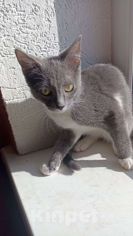 Кошки в других городах Московской области: Котенок в добрые руки Мальчик, Бесплатно - фото 3