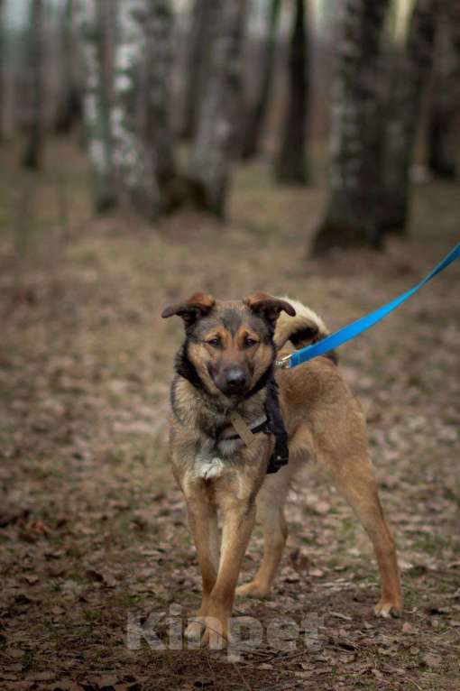 Собаки в Москве: Юхо! Он будет радовать Вас! В добрые руки! Мальчик, Бесплатно - фото 4