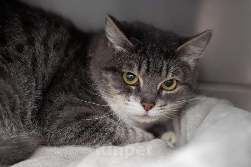 Кошки в Москве: Серебристая кошечка в добрые руки  Девочка, Бесплатно - фото 3