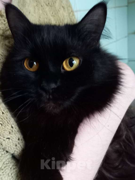 Кошки в Москве: 💝 МАЛИНКА – Ласковая кошечка ( родилась дома ) –  в  заботливую  семью Девочка, 400 руб. - фото 5