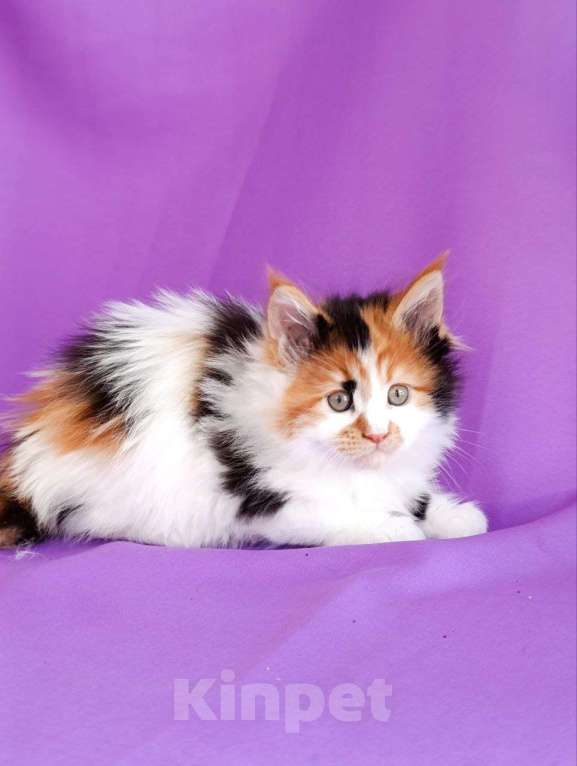 Кошки в Москве: Хонда Девочка, 75 000 руб. - фото 3