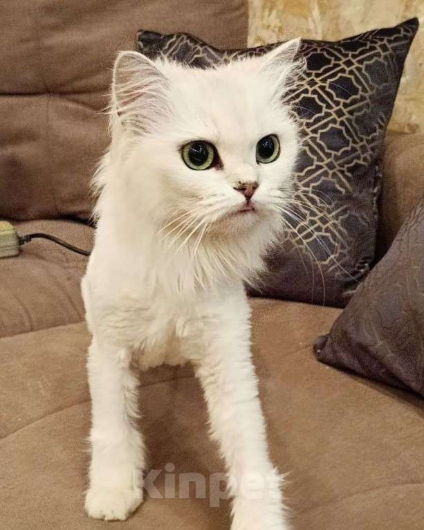 Кошки в Москве: Породистого котика выкинули Мальчик, Бесплатно - фото 3