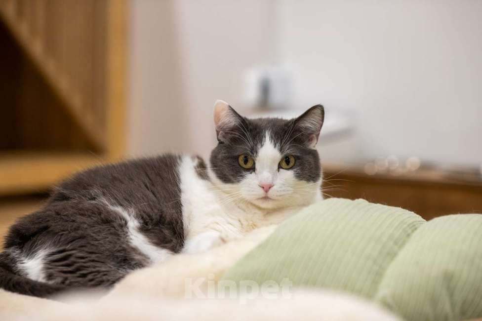 Кошки в Москве: кошка Аглая в добрые руки Девочка, Бесплатно - фото 8