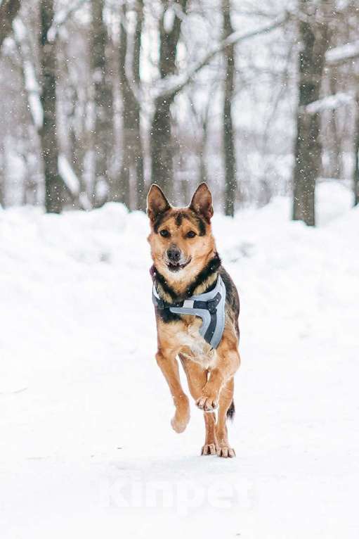 Собаки в Москве: Уникальный Шурик ищет дом Мальчик, Бесплатно - фото 3