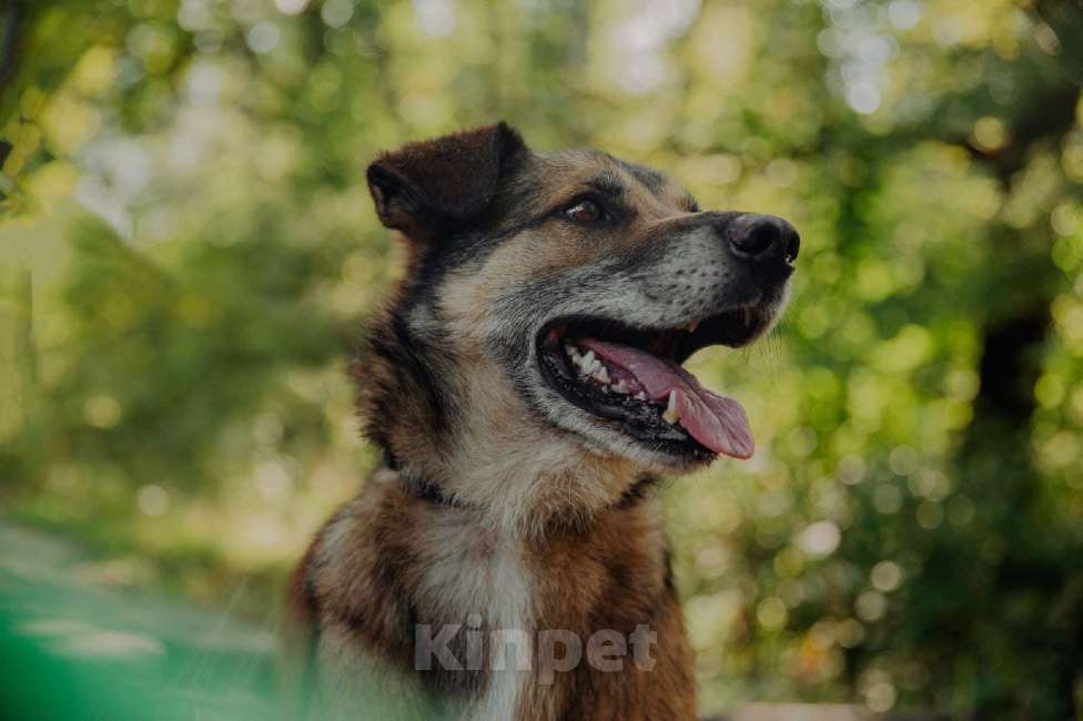 Собаки в Москве: Амулет Мальчик, Бесплатно - фото 6