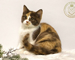Кошки в Люберцах: Британский котенок Девочка, 50 000 руб. - фото 4