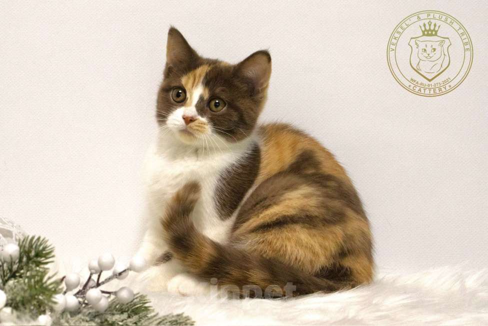 Кошки в Люберцах: Британский котенок Девочка, 50 000 руб. - фото 4