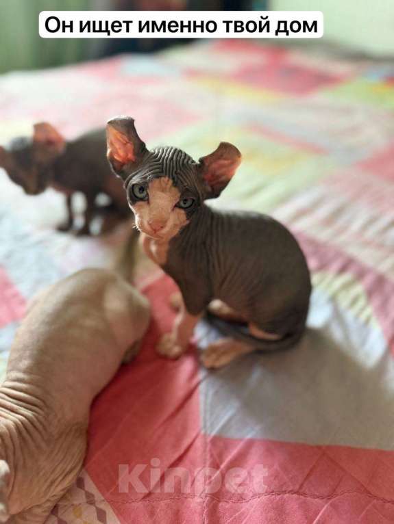 Кошки в Муравленко: Эльф Мальчик, 90 000 руб. - фото 2