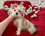 Собаки в Москве: Золотой йорк голддаст мини девочка Девочка, 60 000 руб. - фото 4