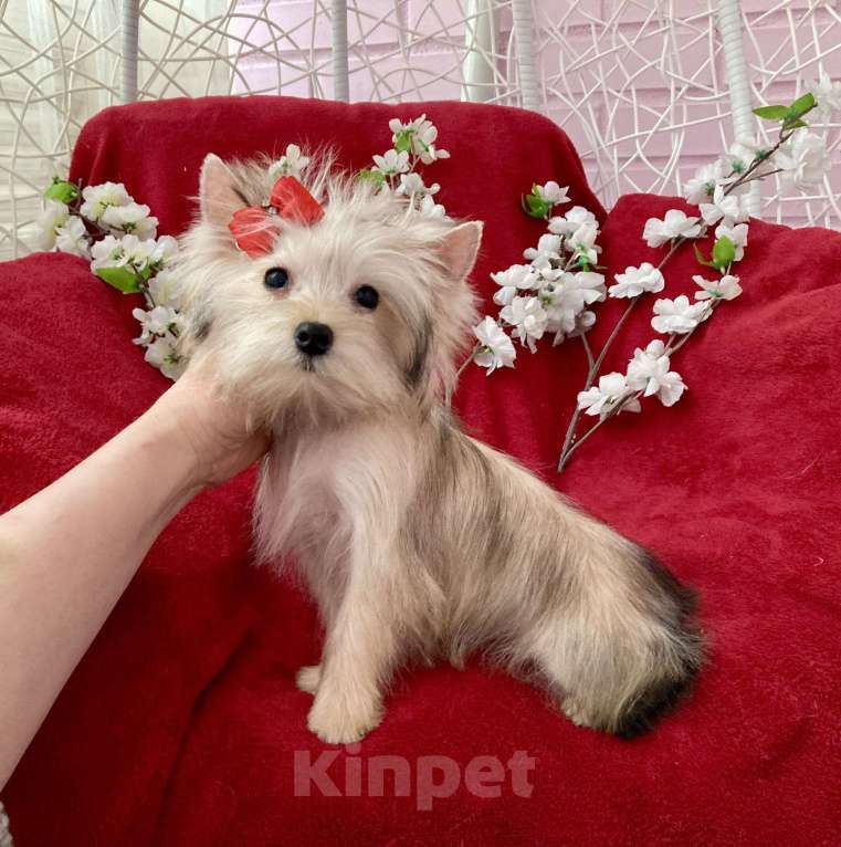 Собаки в Москве: Золотой йорк голддаст мини девочка Девочка, 60 000 руб. - фото 4