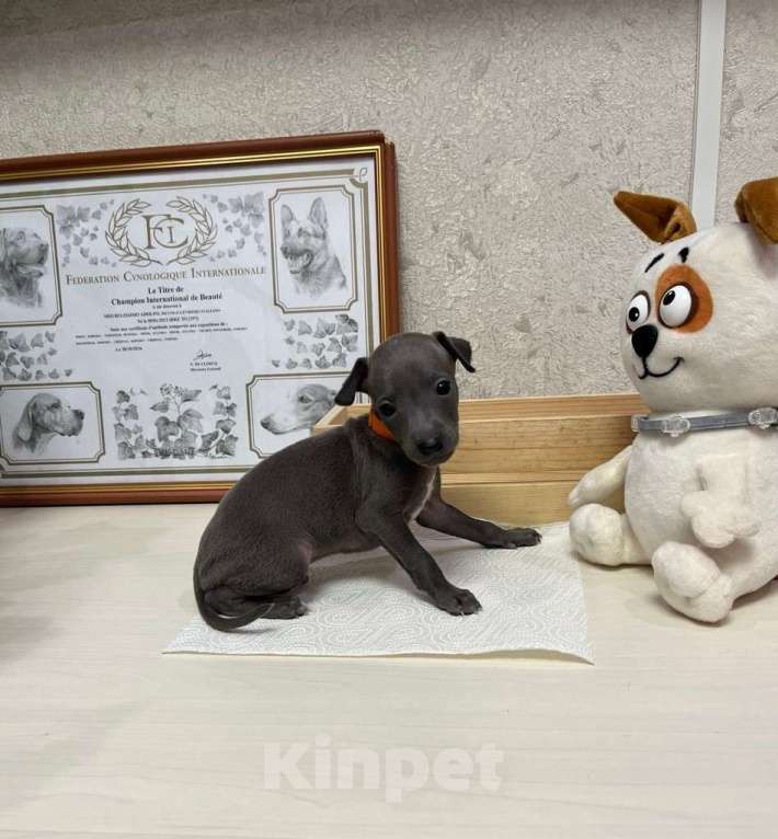 Собаки в Великом Новгороде: щенок левретки Мальчик, 90 000 руб. - фото 2