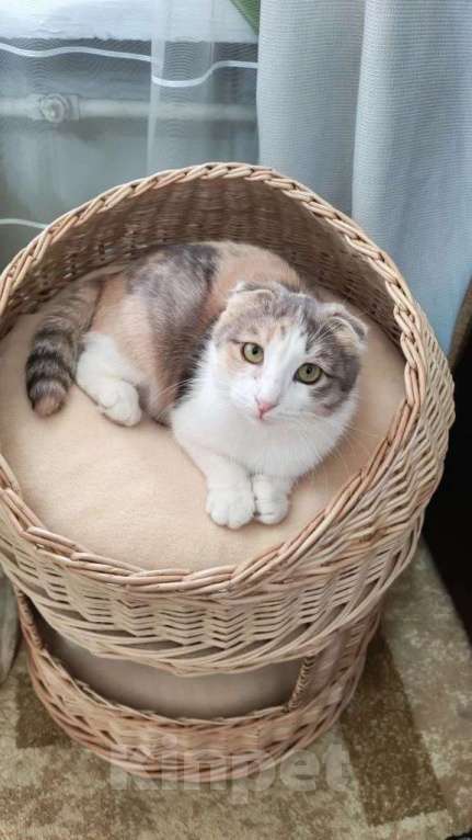 Кошки в Москве: Вислоушка Айза в добрые руки Девочка, Бесплатно - фото 3