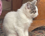 Кошки в Ногинске: Котята ищут дом Девочка, Бесплатно - фото 2