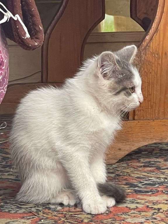 Кошки в Ногинске: Котята ищут дом Девочка, Бесплатно - фото 2