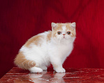 Кошки в Новосибирске: Котик экзотический короткошерстный Мальчик, Бесплатно - фото 1